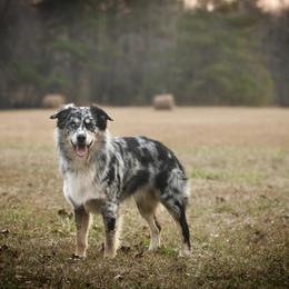 Bandit - Australian Shepherd