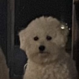 Tootsie - Bichon Frise