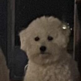 Tootsie - Bichon Frise
