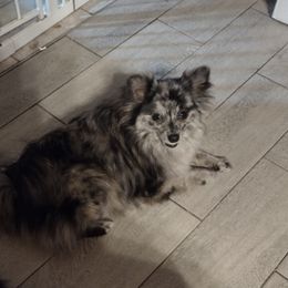 Diamond - Pomeranian