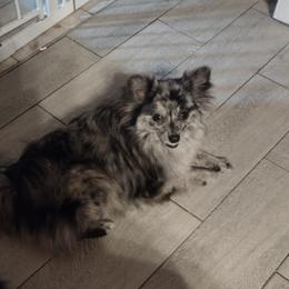 Diamond - Pomeranian
