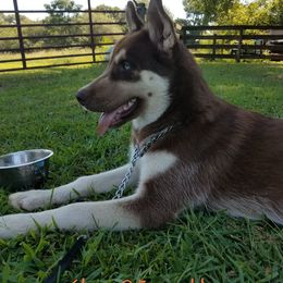 Siberian Husky Puppies from Thornbury Kennel