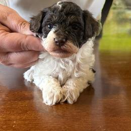 Parti Phantom - Phantom female Poodle puppy in Columbiaville, Michigan from LAE Poodles