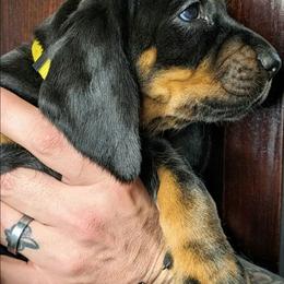 Yellow Girl - Black and tan female Black and Tan Coonhound puppy in Madisonville, Tennessee from Blackstone Valley Hounds