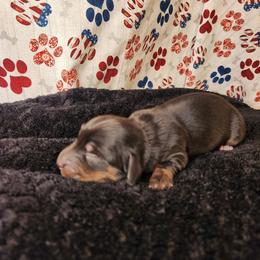 Boy 3 - Black and tan male Dachshund puppy in Lovell, Wyoming from Bernstein Doxies