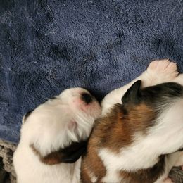 Saint Bernard Puppies from Amber's Saint Bernards