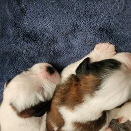 Saint Bernard Puppies from Amber's Saint Bernards