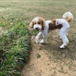 Goldendoodle Puppies from Ninnie's Doodles