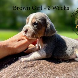 Runt Brown Girl - Waffles - Blue tan and white female Beagle puppy in Grantsville, Maryland from Fable & Fern Beagles