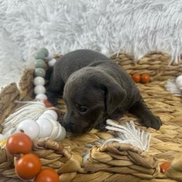 Buttercup - Gray (blue) female Dachshund puppy in Mesquite, Texas from AB Dachshund