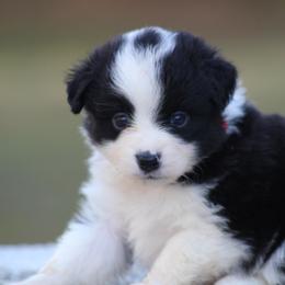 Blair - Black tri female Toy Australian Shepherd puppy in Bauxite, Arkansas from J & B Mini Aussies