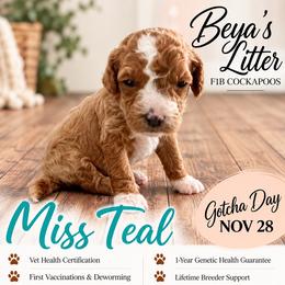 Miss Teal - Buff and white female Cockapoo puppy in Tampa, Florida from Mary Puppins