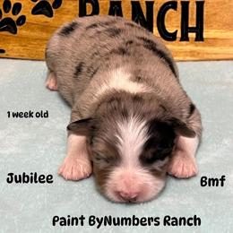 Jubilee - Blue merle female Australian Shepherd puppy in Magee, Mississippi from Paint ByNumbers Ranch