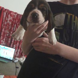 EVE - Black white and brown female Basset Hound puppy in Lexington, Kentucky from Hound Ridge Meadows