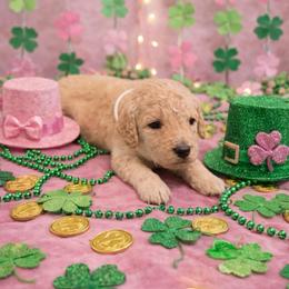 Muzick - Cream female Goldendoodle puppy in Houston, Texas from Were The Mack'Doodles