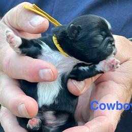 Cowboy - Black and white male Shih Tzu puppy in Bloomfield, Indiana from Meihem Pups