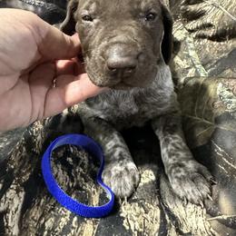 Blue Boy - Liver roan male German Shorthaired Pointer puppy in Dearborn, Missouri from Hardwood Kennels