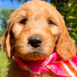 Brook - Red  Goldendoodle puppy in Amery, Wisconsin from Cornerstone Kennels