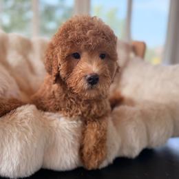 Popsicle - Red  male Goldendoodle puppy in North Royalton, Ohio from Johnson's Doodles