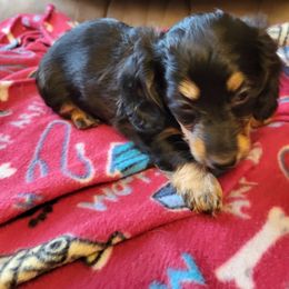 Dachshund Puppies from TGIF Doxies