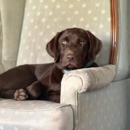 Labrador Retriever Puppies from Okiehuntinboyz Labrador Retrievers