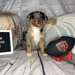 BEAR - Blue merle male Miniature Australian Shepherd puppy in Peoria, Arizona from B My Sunshines Mini Aussies