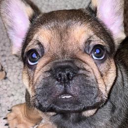 French Bulldog Puppies from Nuthin’ But Frenchies