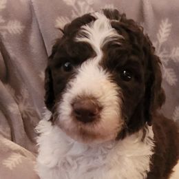 Poodles from Pups Are Us