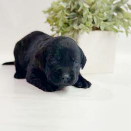 Beorn - Black male Labrador Retriever puppy in Isle, Minnesota from Dog Ear Outfitters