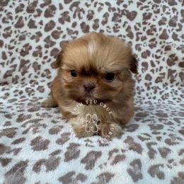 Ash - Liver male Shih Tzu puppy in Tehachapi, California from Shih Tzu Crue