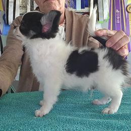 Franklin - Black and white male Chihuahua puppy in Cape Coral, Florida from Inspired Chihuahuas