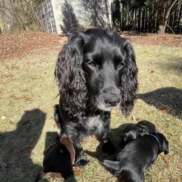 Georgia - English Cocker Spaniel