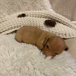 CKC Shorthaired cream mini female - Cream female Dachshund puppy in Canyon Lake, Texas from M&Ms Dachshunds of Central Texas