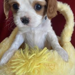 Cavalier King Charles Spaniel Puppies from Christina’s Cavaliers