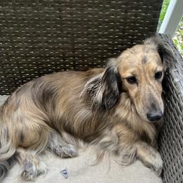 Orion - Dachshund