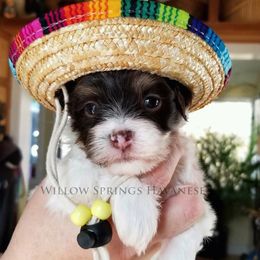 Havanese Puppies from Willow Springs Havanese
