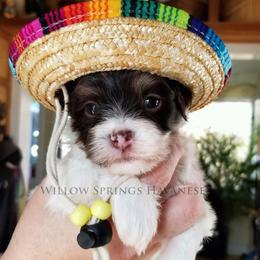 Havanese Puppies from Willow Springs Havanese
