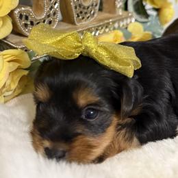 Bella - Black and tan female Yorkshire Terrier puppy in Atlanta, Georgia from Yuppie Yorkies
