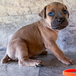 Orange Collar - Gray and fawn female Cane Corso puppy in Catawba, North Carolina from Catawba Cane Corso