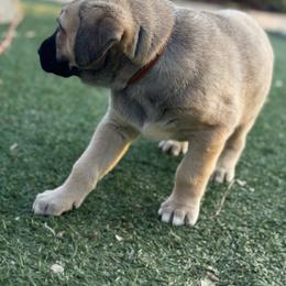 Anatolian Shepherd Dog Puppies from WanderDogs.Co