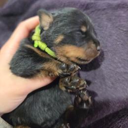 Neon Green boy - Black and mahogany male Rottweiler puppy in Salem, Oregon from C&C Royal Rottweilers
