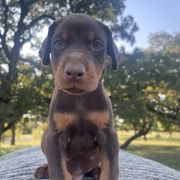 Riley - Red and rust male Doberman Pinscher puppy in Boyd, Texas from Team Feem Breeders