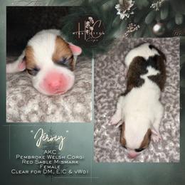 Jersey-Mismark - White and red female Pembroke Welsh Corgi puppy in Benton, Arkansas from High Cotton Corgis