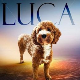 Luca - Goldendoodle