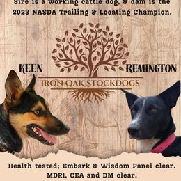 McNab puppies from Iron Oak Stockdogs