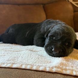 Autto - Black male German Shepherd puppy in Pittsburg, New Hampshire from Vom Grenze Stadt German Shepherd Dogs