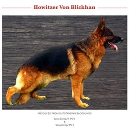 Howie - German Shepherd