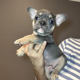 Niki - Blue female French Bulldog puppy in Bolingbrook, Illinois from Flores Frenchies