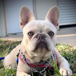 Suki - French Bulldog