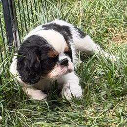 Tramp - Black white and tan male English Toy Spaniel puppy in Pennsylvania from Enchanting Charlies